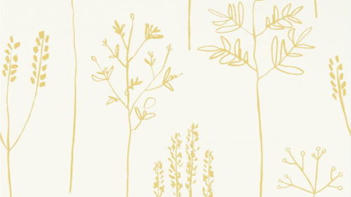 Stipa 112021